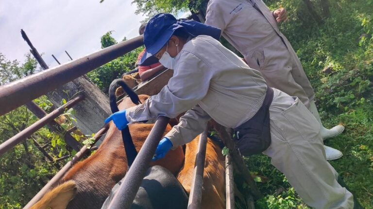 Llegan 25 especialistas a Sonora para mitigar gusano barrenador