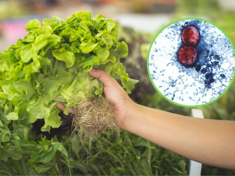 Investigan brote de ciclosporiasis vinculado a lechuga iceberg cultivada en Guanajuato Investigan brote de ciclosporiasis vinculado a lechuga iceberg cultivada en Guanajuato