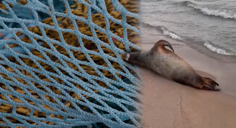 Lobo marino muere atrapado en red de pesca en Bahía de Kino Lobo marino muere atrapado en red de pesca en Bahía de Kino