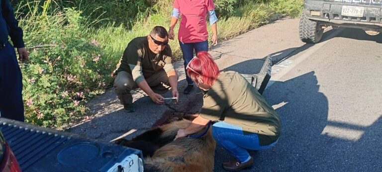 Osa atropellada en carretera Ímuris-Cananea se recupera en Hermosillo Osa atropellada en carretera Ímuris-Cananea se recupera en Hermosillo