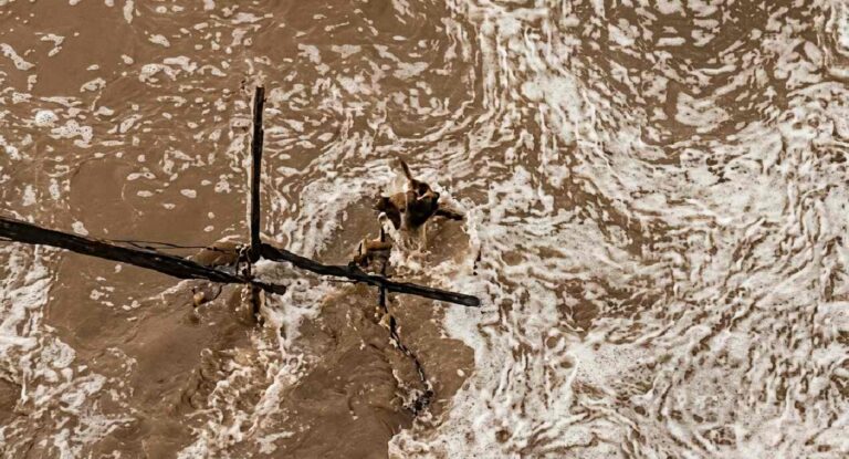 Bomberos de Hermosillo rescatan perrito atrapado en Río El Zanjón