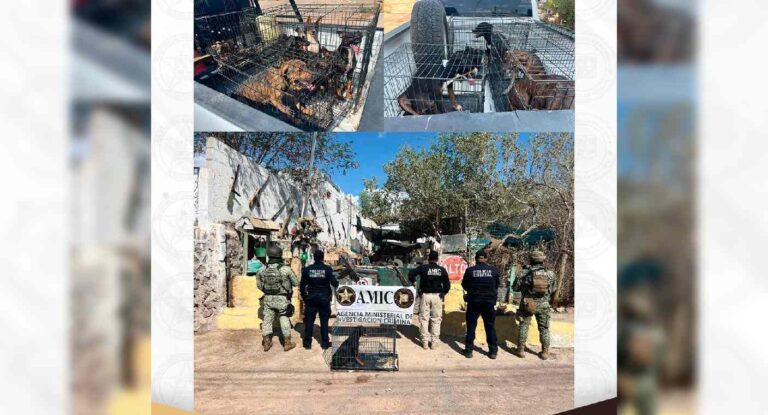 Rescatan 18 perros por presunto maltrato en Sonoyta, Sonora Rescatan 18 perros por presunto maltrato en Sonoyta, Sonora