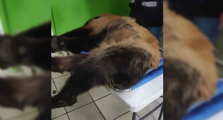 Osa atropellada en carretera Ímuris-Cananea se recupera en Hermosillo Osa atropellada en carretera Ímuris-Cananea se recupera en Hermosillo