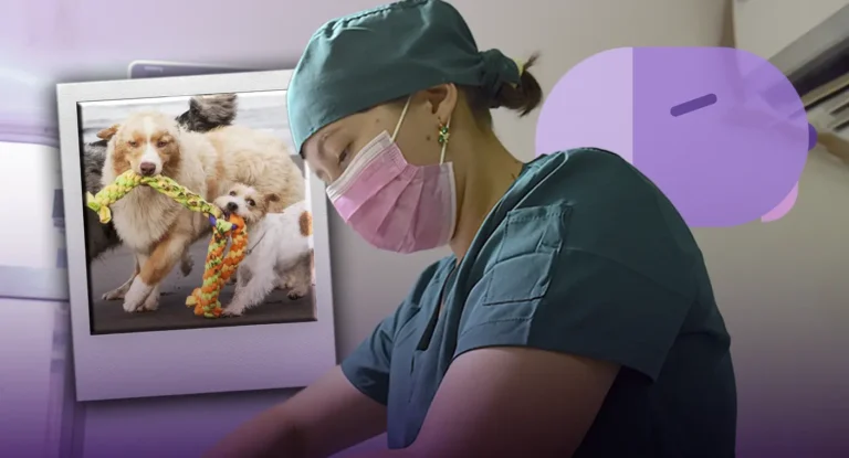 Jornada gratuita de esterilización para perros y gatos en Hermosillo