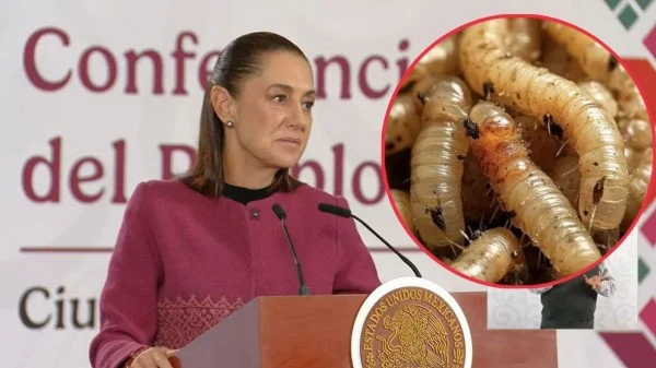 Claudia Sheinbaum garantiza recursos para Senasica contra gusano barrenador en Sonora Claudia Sheinbaum garantiza recursos para Senasica contra gusano barrenador en Sonora