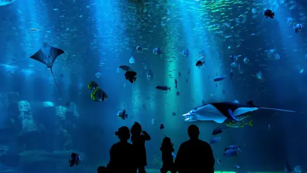 Reapertura del acuario del Centro Ecológico de Sonora prevista para 2026 Reapertura del acuario del Centro Ecológico de Sonora prevista para 2026