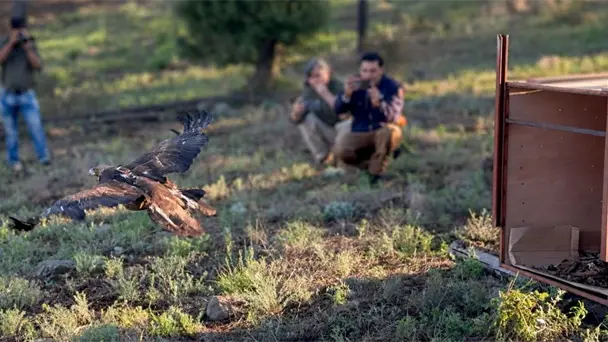 Águila real rehabilitada vuela 1,200 km desde Chihuahua hasta Nevada Águila real rehabilitada vuela 1,200 km desde Chihuahua hasta Nevada