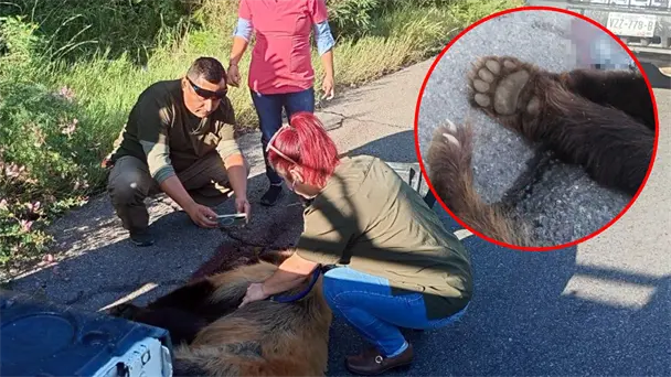 Osa atropellada en carretera Ímuris-Cananea recibe atención veterinaria Osa atropellada en carretera Ímuris-Cananea recibe atención veterinaria