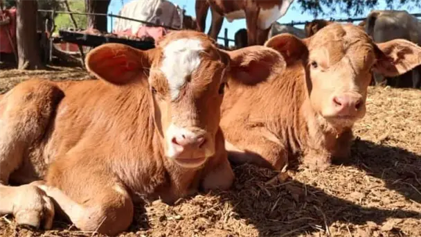 Sonora reabre exportación de ganado a EU con capacidad sanitaria reforzada Sonora reabre exportación de ganado a EU con capacidad sanitaria reforzada