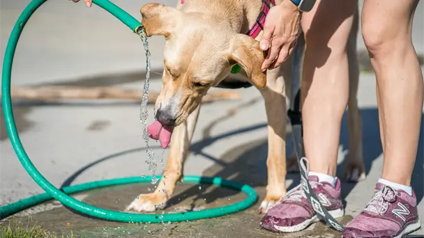 Hermosillo enfrentará calor extremo de hasta 47°C este viernes 21 de agosto Hermosillo enfrentará calor extremo de hasta 47°C este viernes 21 de agosto