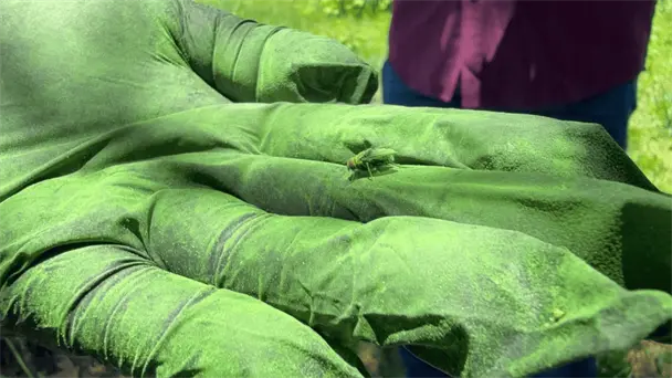 Sagarhpa dispersa 360 mil larvas de mosca estéril en Sonora para controlar plaga Sagarhpa dispersa 360 mil larvas de mosca estéril en Sonora para controlar plaga