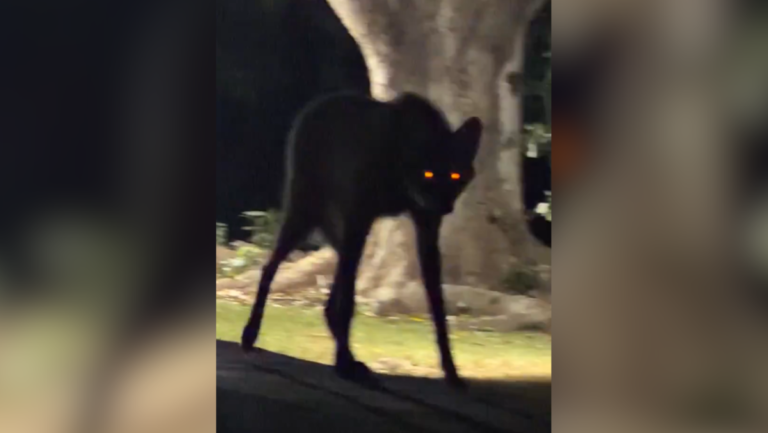 ¿Un nahual? Extraño animal sorprende en el Pantanal