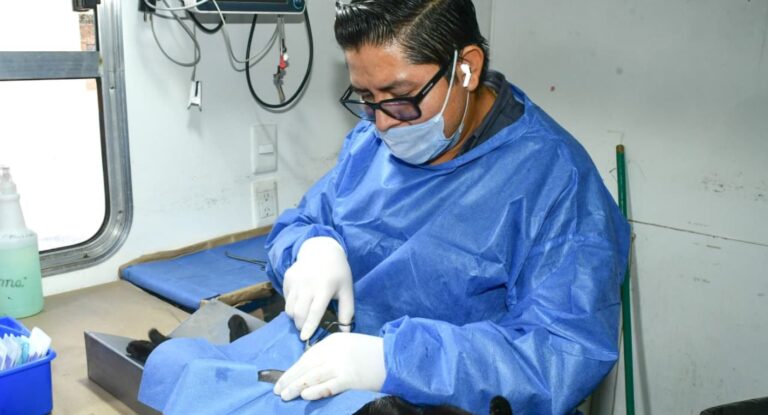 Castraciones gratuitas para gatos en Hermosillo este 15 de agosto Castraciones gratuitas para gatos en Hermosillo este 15 de agosto