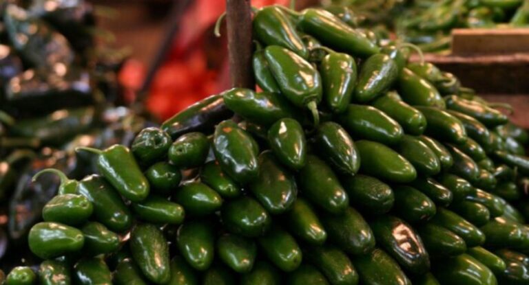 Cofepris descarta Salmonella Javiana en chiles jalapeños de Nuevo León