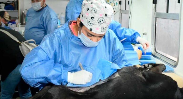 Esterilizaciones gratuitas para perros y gatos en Hermosillo durante agosto 2026