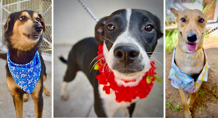 Feria de Adopciones en Hermosillo busca hogar para perros y gatos rescatados