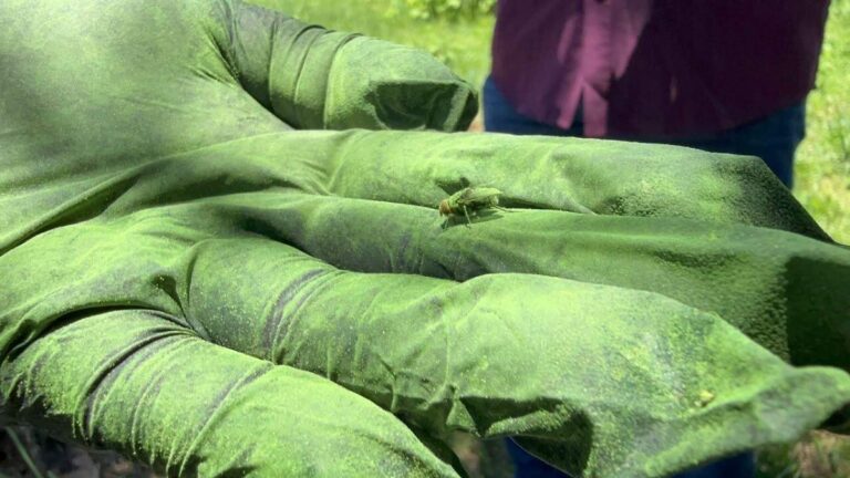 Dispersan 360 mil larvas de mosca estéril para prevenir gusano barrenador en Sonora Dispersan 360 mil larvas de mosca estéril para prevenir gusano barrenador en Sonora