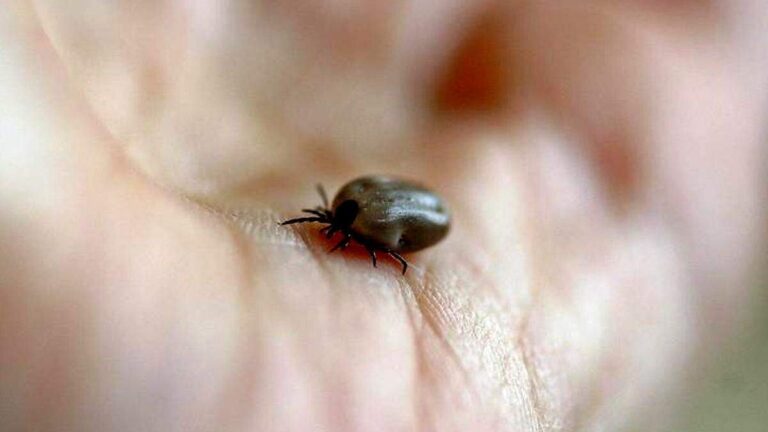Sonora mantiene altos casos de rickettsiosis en 2026, segundo lugar nacional