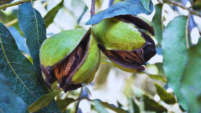 Hermosillo lidera producción y exportación de nuez pecanera en Sonora Hermosillo lidera producción y exportación de nuez pecanera en Sonora