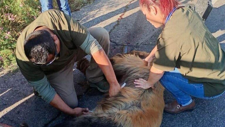 Atropellamiento de osa en carretera Ímuris-Cananea y búsqueda de oso en Nogales Atropellamiento de osa en carretera Ímuris-Cananea y búsqueda de oso en Nogales