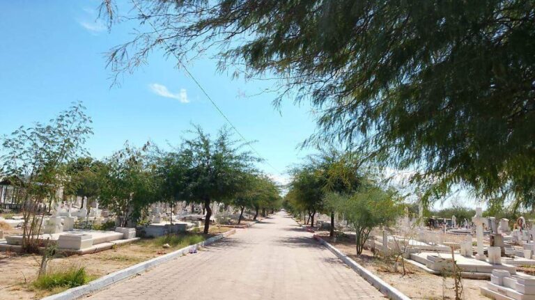 Supervivencia del 85% en árboles plantados en Bosque Memorial de Hermosillo Supervivencia del 85% en árboles plantados en Bosque Memorial de Hermosillo