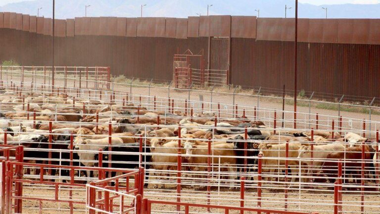 Confirman primer caso de gusano barrenador en Sonora y alerta en exportación de ganado