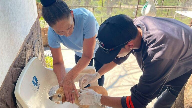 Secretaría de Salud Pública fumiga 3,937 viviendas en Sonora contra rickettsia Secretaría de Salud Pública fumiga 3,937 viviendas en Sonora contra rickettsia