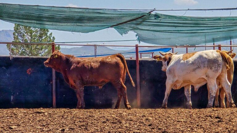 Confirman segundo caso de gusano barrenador en Sonora, detectado en Yécora