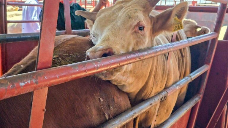Protocolo sanitario en Agua Prieta mejora cruce de ganado a Estados Unidos