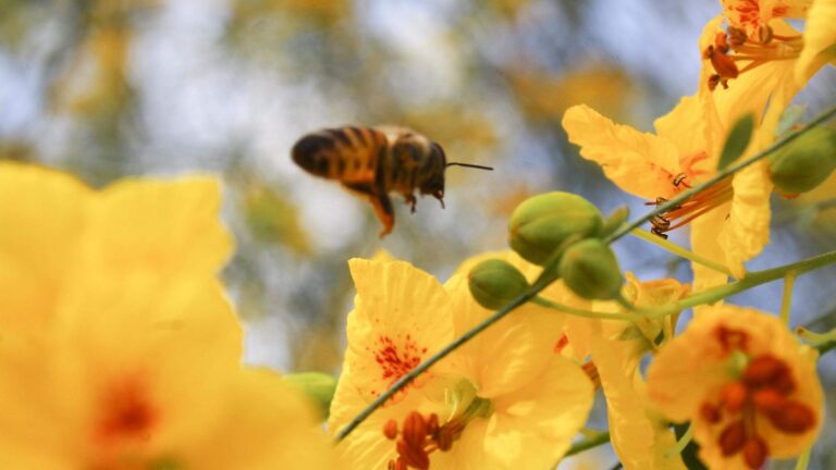 Protección Civil Sonora emite recomendaciones por enjambres de abejas