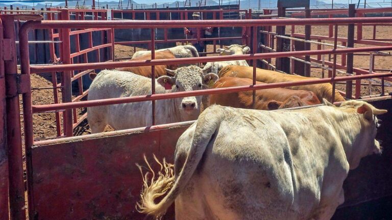 Confirman cinco casos de gusano barrenador en Sonora antes de reapertura ganadera