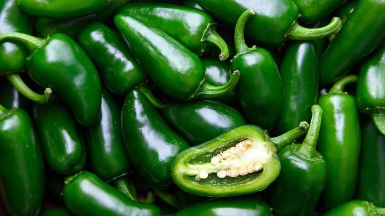 Brote de salmonela en EE.UU. vinculado a jalapeños de Sinaloa afecta a 345 personas