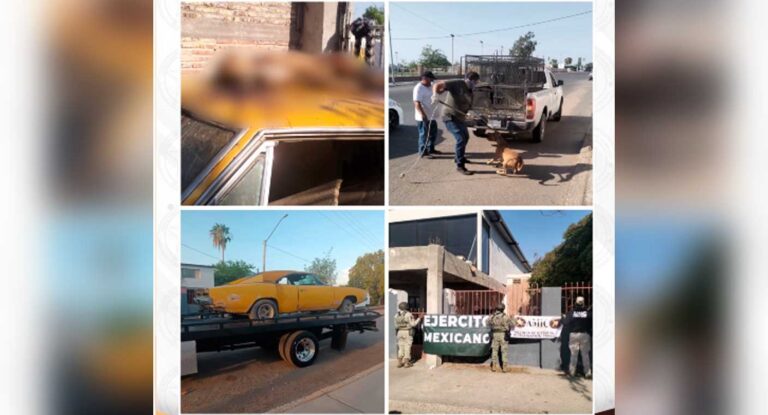 Cateo en San Luis Río Colorado rescata dos perros y localiza uno sin vida Cateo en San Luis Río Colorado rescata dos perros y localiza uno sin vida