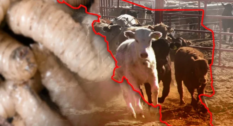 Confirman segundo caso activo de gusano barrenador del ganado en Sonora Confirman segundo caso activo de gusano barrenador del ganado en Sonora