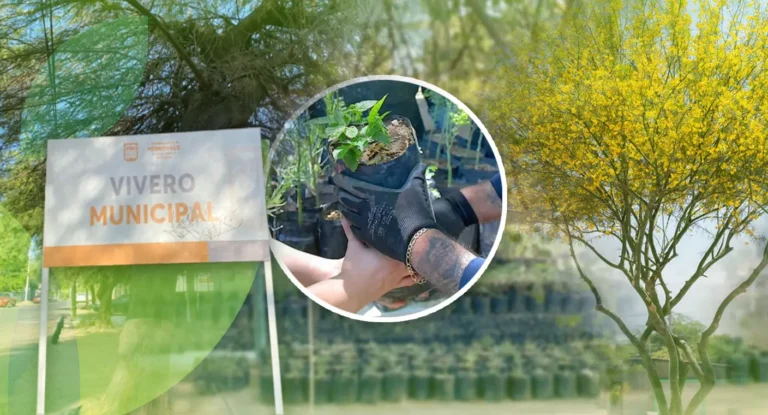 Vivero Municipal regala árboles nativos en Hermosillo por temporada de lluvias Vivero Municipal regala árboles nativos en Hermosillo por temporada de lluvias