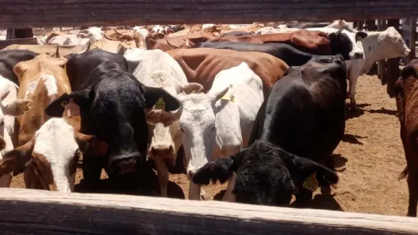 Confirman segundo caso de gusano barrenador en ganado de Sonora Confirman segundo caso de gusano barrenador en ganado de Sonora