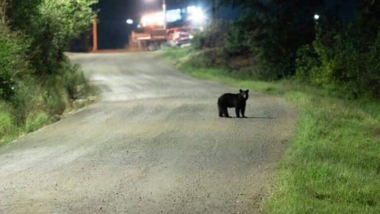Autoridades de Cananea emiten alerta por avistamiento de oso cerca de escuela