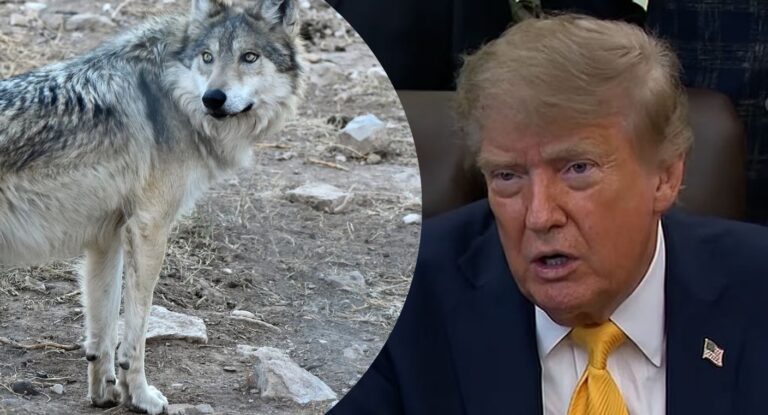 Donald Trump ordena revisión de la protección del lobo mexicano en EE.UU.