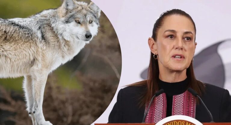 Claudia Sheinbaum rechaza retiro de protecciones al lobo gris mexicano