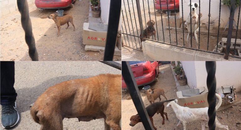 Rescatan tres perros con signos de abandono en cateo en Hermosillo Rescatan tres perros con signos de abandono en cateo en Hermosillo