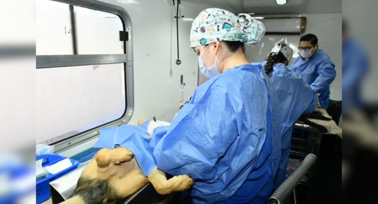 Jornada gratuita de castración para perros y gatos en Los Encinos, Hermosillo Jornada gratuita de castración para perros y gatos en Los Encinos, Hermosillo