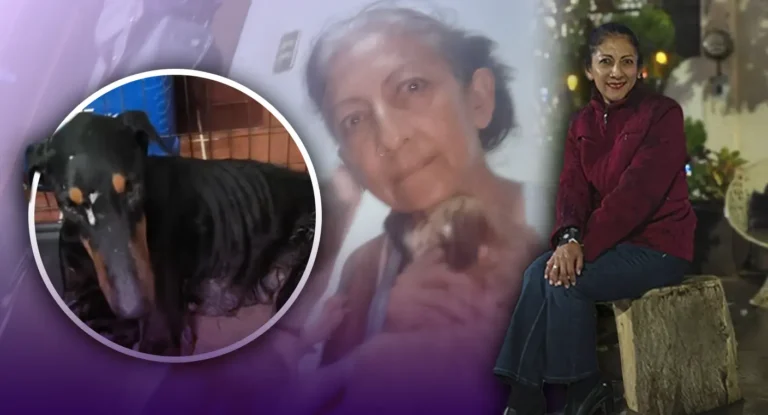 Rescatan a perrita doberman abandonada en Hermosillo y requiere apoyo para su recuperación Rescatan a perrita doberman abandonada en Hermosillo y requiere apoyo para su recuperación