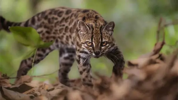 Descubren en Bolivia una nueva especie de felino: Leopardus tilcayo