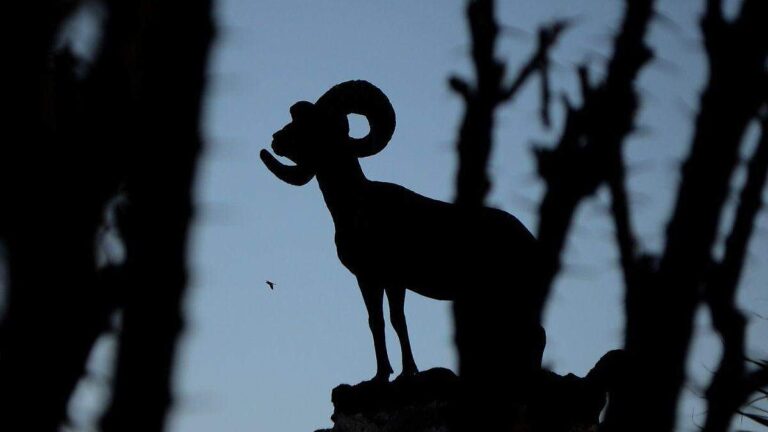 El 52% del borrego cimarrón en Sonora está bajo manejo en UMAs