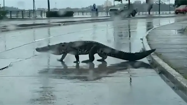 Lluvias desplazan cocodrilos a zonas urbanas de Ciudad Madero