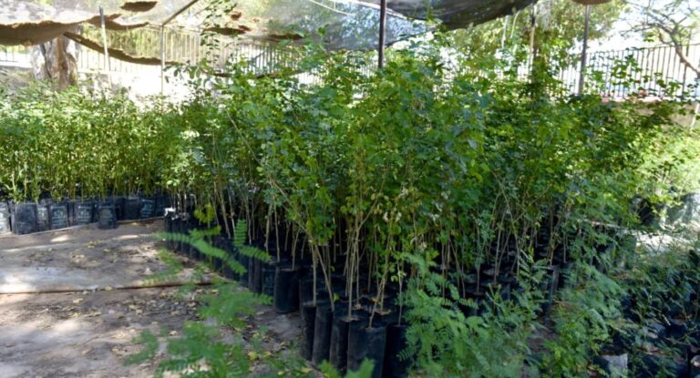 Analizan viveros escolares para reforestar Hermosillo con árboles nativos