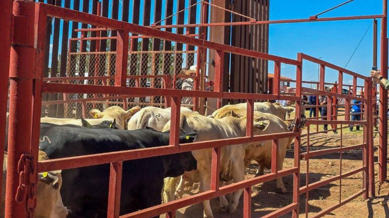 Reabren cruce fronterizo de Agua Prieta para exportación de ganado a EU