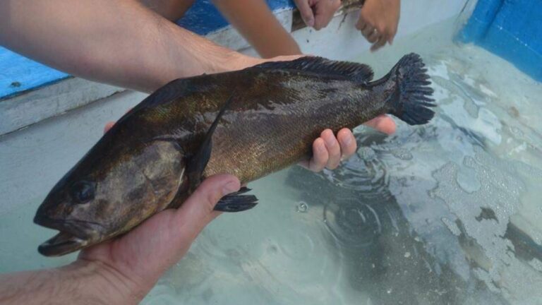Sonora impulsa proyecto de acuacultura para recuperación de la totoaba en Bahía de Kino