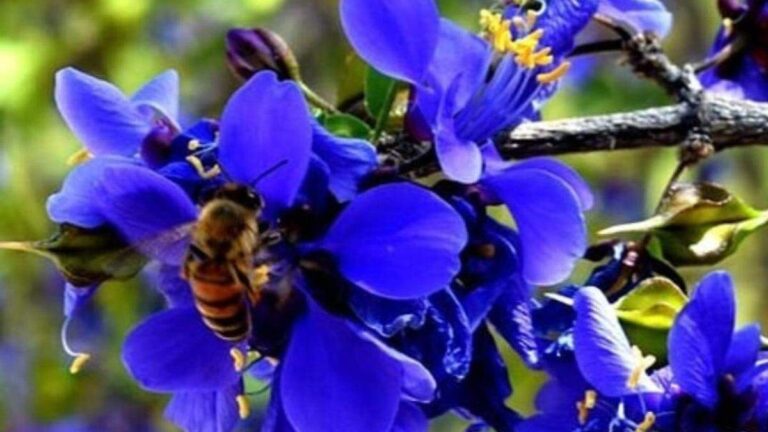 Reforestación en Hermosillo con árboles de Guayacán para mitigar altas temperaturas