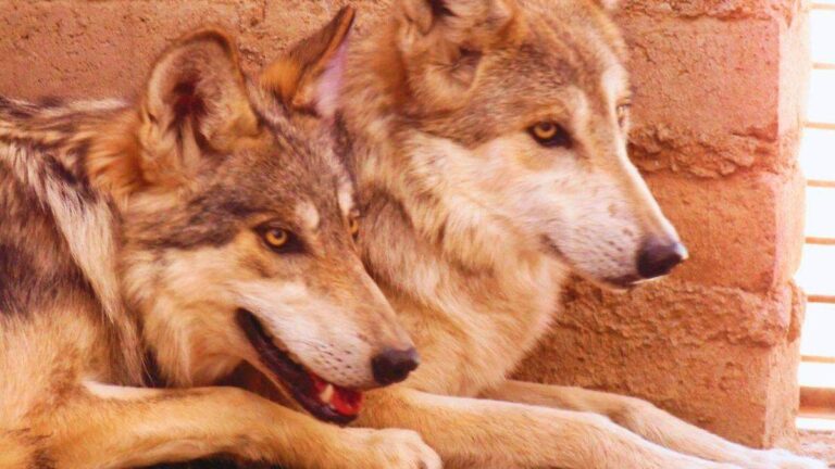 Lobo gris mexicano en Sonora sigue en riesgo pese a recuperación poblacional Lobo gris mexicano en Sonora sigue en riesgo pese a recuperación poblacional